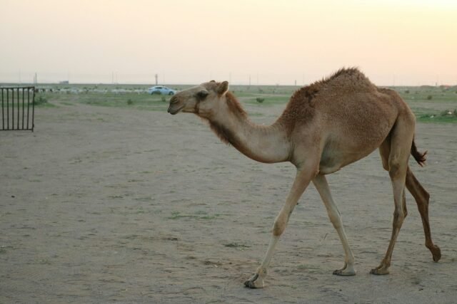 Deserto, campi e cieli stellati - esperienza di viaggio