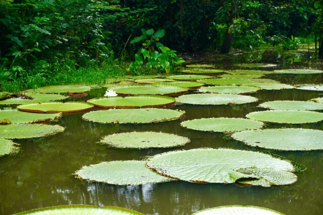 Amazzonia e saperi ancestrali - esperienza di viaggio