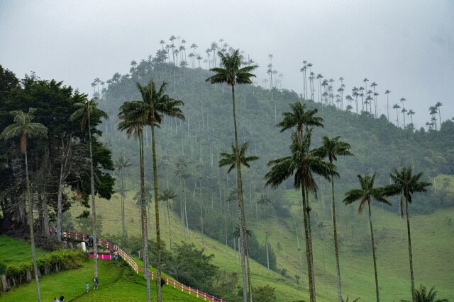 Palme da cera nella nebbia della Valle del Cocora in Colombia